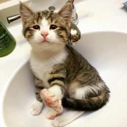 cute cat.jpg