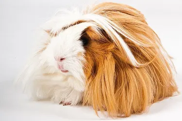 angora_meerschweinchen_langhaar_l.jpg