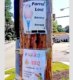 parrot.jpg