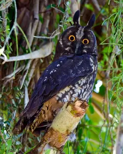 owl.png
