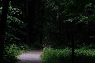 bogpath.jpg