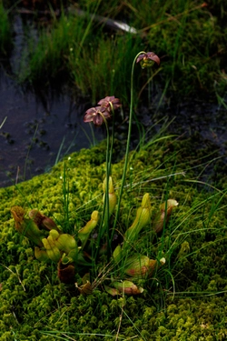 bogpitcherflowers.jpg