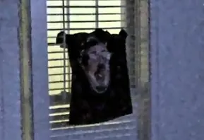 qiaoy6.png
