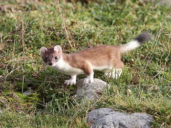 Røyskatt_(Mustela_erminea_erminea),_Lista,_Norway.jpg