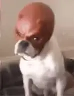 1783809518513.png