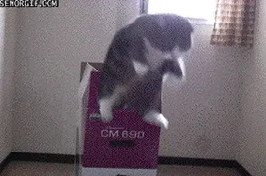 1732360491232496.gif