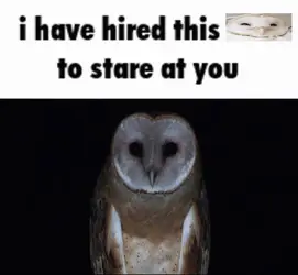 stare.jpg