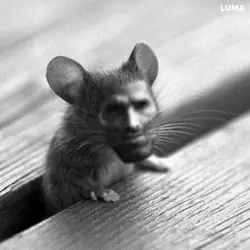 Mouse Chad - Copia.gif