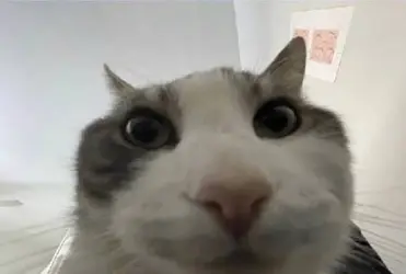 1784497386381.png