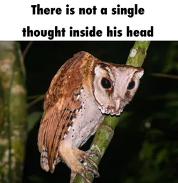 owlthoughts.jpg