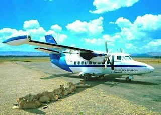 lions in shade of airplane.jpg