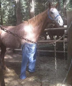 horsepants.jpg