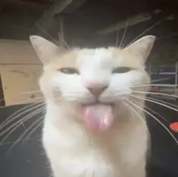 catticuslick.jpg