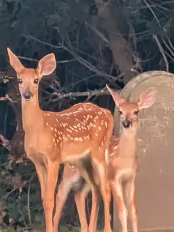 UntitledDeer4.png