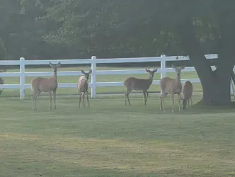 UntitledDeer2.png