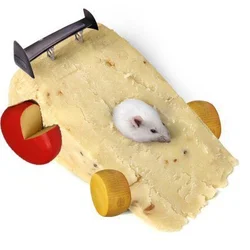 lambocheesi.jpeg