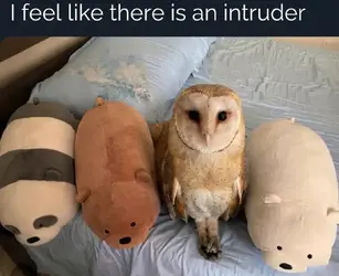 intruder.png