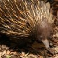 LuckyEchidna