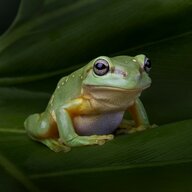 FrogMinutes