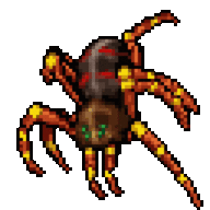 spider_expert