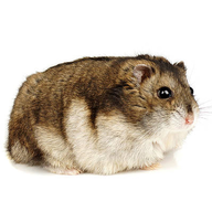 fatass hamster
