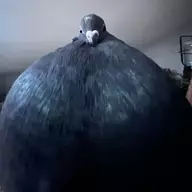 Bucket of pigeon milk