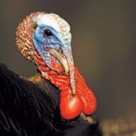 Gallopavo Fucturus