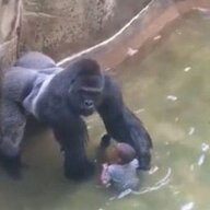 Harambe