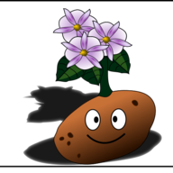Kartoffel