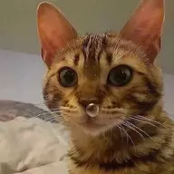 Spliongus