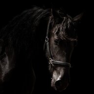 Dark Horse