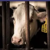 lol cow supreme