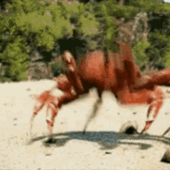 crab fucker