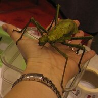 InsulindianPhasmid