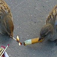 Creepy Sparrow