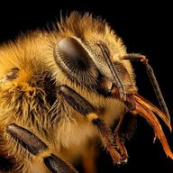 Bizzy Bee