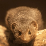 Gef Mongoose