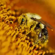Not a bee