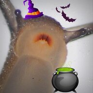 Senator Snail
