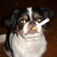 scumfuck