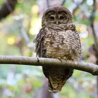 The Hoh Rainforest