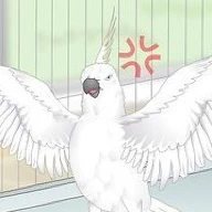 The bird with tourettes