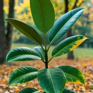 Rubber Plant