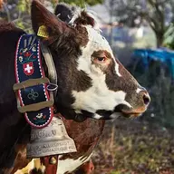 cowbells