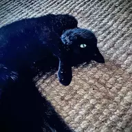 Sneeter Rabbit