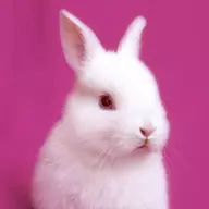 Wheresbunbun