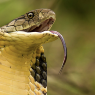 A Snek