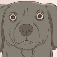 Strange Looking Dog