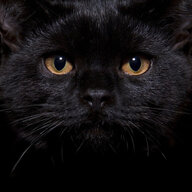 HP Lovecraft's Cat's Name
