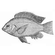 Tilapia